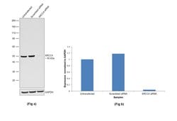 Invitrogen XRCC4 Monoclonal Antibody (OTI4H9) 100 &mu;L; Unconjugated:Antibodies,
