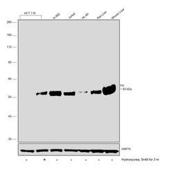 Invitrogen Fumarase Monoclonal Antibody (OTI1F10) 100 &mu;L; Unconjugated:Antibodies,