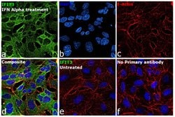 Invitrogen IFIT3 Monoclonal Antibody (OTI1G1) 100 &mu;L; Unconjugated:Antibodies,