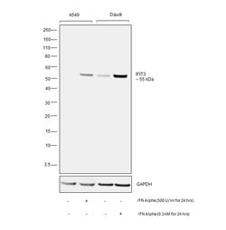 Invitrogen IFIT3 Monoclonal Antibody (OTI1G1) 100 &mu;L; Unconjugated:Antibodies,