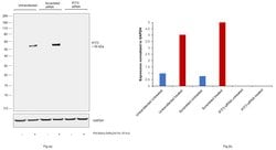 Invitrogen IFIT3 Monoclonal Antibody (OTI1G1) 100 &mu;L; Unconjugated:Antibodies,