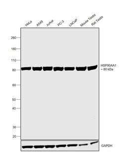Invitrogen HSP90 alpha Monoclonal Antibody (OTI3B5) 100 &mu;L; Unconjugated:Antibodies,