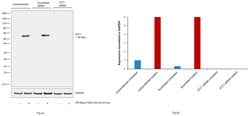 Invitrogen IFIT1 Monoclonal Antibody (OTI3G8) 100 &mu;L; Unconjugated:Antibodies,