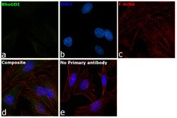 Invitrogen RhoGDI Monoclonal Antibody (OTI1F2) 100 &mu;L; Unconjugated:Antibodies,