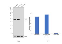 Invitrogen RhoGDI Monoclonal Antibody (OTI1F2) 100 &mu;L; Unconjugated:Antibodies,