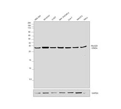 Invitrogen RhoGDI Monoclonal Antibody (OTI1F2) 100 &mu;L; Unconjugated:Antibodies,