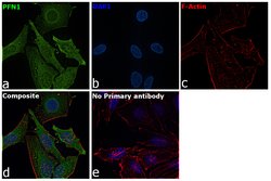 Invitrogen Profilin 1 Monoclonal Antibody (OTI1D5) 100 &mu;L; Unconjugated:Antibodies,
