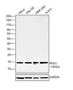 Invitrogen Profilin 1 Monoclonal Antibody (OTI1D5) 100 &mu;L; Unconjugated:Antibodies,