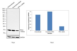 Invitrogen Profilin 1 Monoclonal Antibody (OTI1D5) 100 &mu;L; Unconjugated:Antibodies,