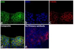 Invitrogen KHK Monoclonal Antibody (OTI1D8) 100 &mu;L; Unconjugated:Antibodies,