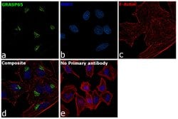 Invitrogen GRASP65 Monoclonal Antibody (OTI5G8) 100 &mu;L; Unconjugated:Antibodies,