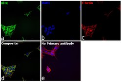 Invitrogen KHK Monoclonal Antibody (OTI3D1) 100 &mu;L; Unconjugated:Antibodies,