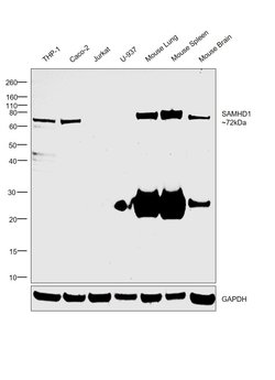 Invitrogen SAMHD1 Monoclonal Antibody (OTI3F5) 100 &mu;L | Buy Online | Invitrogen&trade; | Fisher Scientific