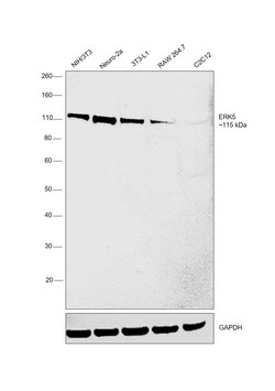 Invitrogen ERK5 Monoclonal Antibody (OTI3H2) 100 &mu;L; Unconjugated:Antibodies,
