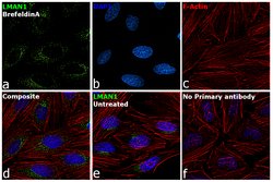 Invitrogen LMAN1 Monoclonal Antibody (OTI1A8) 100 &mu;L; Unconjugated:Antibodies,