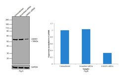 Invitrogen LMAN1 Monoclonal Antibody (OTI1A8) 100 &mu;L; Unconjugated:Antibodies,