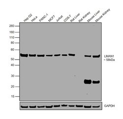 Invitrogen LMAN1 Monoclonal Antibody (OTI1E3) 100 &mu;L; Unconjugated:Antibodies,