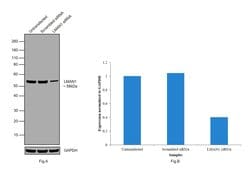 Invitrogen LMAN1 Monoclonal Antibody (OTI1E3) 100 &mu;L; Unconjugated:Antibodies,