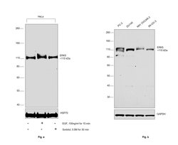Invitrogen ERK5 Monoclonal Antibody (OTI3D4) 100 &mu;L; Unconjugated:Antibodies,