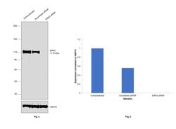 Invitrogen ERK5 Monoclonal Antibody (OTI3D4) 100 &mu;L; Unconjugated:Antibodies,
