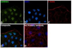 Invitrogen SAMHD1 Monoclonal Antibody (OTI1A1) 100 &mu;L; Unconjugated:Antibodies,