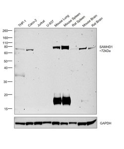 Invitrogen SAMHD1 Monoclonal Antibody (OTI1A1) 100 &mu;L; Unconjugated:Antibodies,