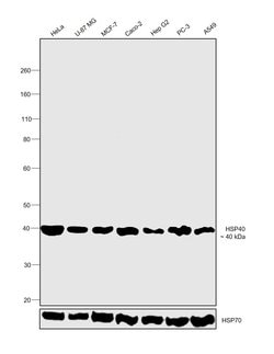 Invitrogen HSP40 Monoclonal Antibody (OTI1E9) 100 &mu;L; Unconjugated:Antibodies,