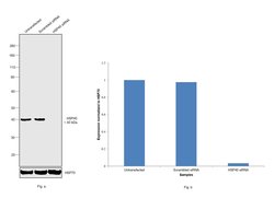 Invitrogen HSP40 Monoclonal Antibody (OTI1E9) 100 &mu;L; Unconjugated:Antibodies,