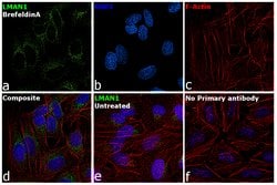 Invitrogen LMAN1 Monoclonal Antibody (OTI1C5) 100 &mu;L; Unconjugated:Antibodies,