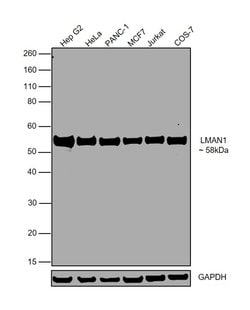 Invitrogen LMAN1 Monoclonal Antibody (OTI1C5) 100 &mu;L; Unconjugated:Antibodies,