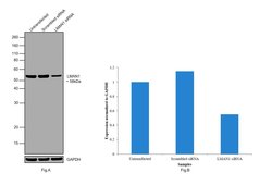 Invitrogen LMAN1 Monoclonal Antibody (OTI1C5) 100 &mu;L; Unconjugated:Antibodies,