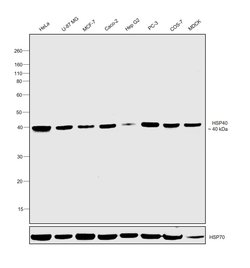 Invitrogen HSP40 Monoclonal Antibody (OTI1G4) 100 &mu;L | Buy Online | Invitrogen&trade; | Fisher Scientific