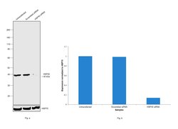 Invitrogen HSP40 Monoclonal Antibody (OTI1G4) 100 &mu;L | Buy Online | Invitrogen&trade; | Fisher Scientific