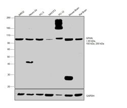 Invitrogen Gephyrin Monoclonal Antibody (OTI3C6) 100 &mu;L; Unconjugated:Antibodies,