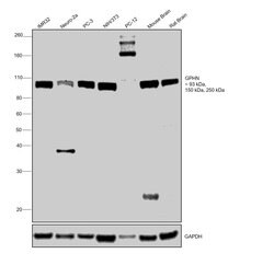 Invitrogen Gephyrin Monoclonal Antibody (OTI3A6) 100 &mu;L; Unconjugated:Antibodies,