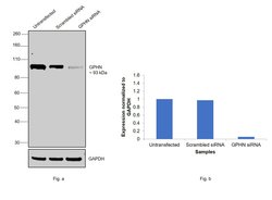 Invitrogen Gephyrin Monoclonal Antibody (OTI3A6) 100 &mu;L; Unconjugated:Antibodies,