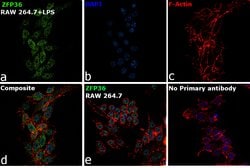 Invitrogen ZFP36 Monoclonal Antibody (OTI1A2) 100 &mu;L; Unconjugated:Antibodies,