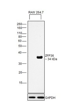 Invitrogen ZFP36 Monoclonal Antibody (OTI1A2) 100 &mu;L; Unconjugated:Antibodies,
