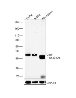 Invitrogen CTH Monoclonal Antibody (OTI1E12) 100 &mu;L; Unconjugated:Antibodies,