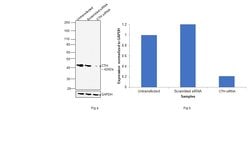 Invitrogen CTH Monoclonal Antibody (OTI1E12) 100 &mu;L; Unconjugated:Antibodies,