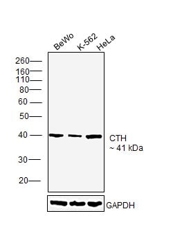 Invitrogen CTH Monoclonal Antibody (OTI2D6) 100 &mu;L | Buy Online | Invitrogen&trade; | Fisher Scientific