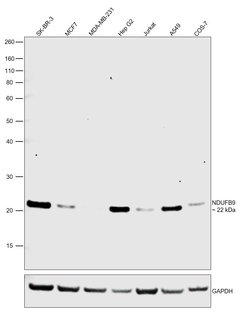 Invitrogen NDUFB9 Monoclonal Antibody (OTI3A1) 100 &mu;L; Unconjugated:Antibodies,