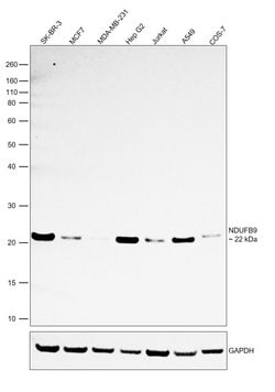 Invitrogen NDUFB9 Monoclonal Antibody (OTI13H11) 100 &mu;L; Unconjugated:Antibodies,