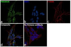 Invitrogen PRKAR1B Monoclonal Antibody (OTI2A3) 100 &mu;L; Unconjugated:Antibodies,