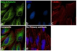 Invitrogen beta-4 Tubulin Monoclonal Antibody (OTI3C12) 100 &mu;L; Unconjugated:Antibodies,