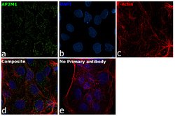 Invitrogen AP2M1 Monoclonal Antibody (OTI1F10) 100 &mu;L; Unconjugated:Antibodies,