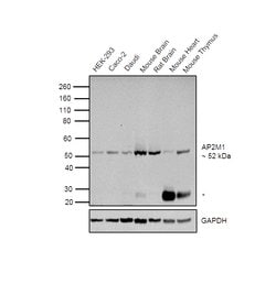 Invitrogen AP2M1 Monoclonal Antibody (OTI1F10) 100 &mu;L; Unconjugated:Antibodies,