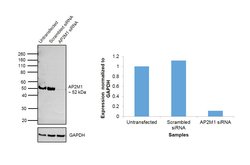 Invitrogen AP2M1 Monoclonal Antibody (OTI1F10) 100 &mu;L; Unconjugated:Antibodies,