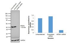 Invitrogen AP2M1 Monoclonal Antibody (OTI1B11) 100 &mu;L; Unconjugated:Antibodies,