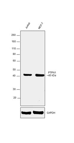 Invitrogen PTP1B Monoclonal Antibody (OTI1A2) 100 &mu;L | Buy Online | Invitrogen&trade; | Fisher Scientific